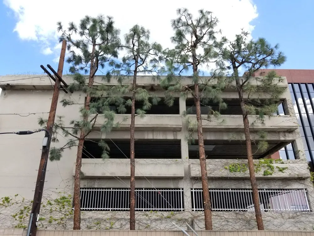 Local lawn mowing service in Los Angeles, CA by Arborculture Tree Service