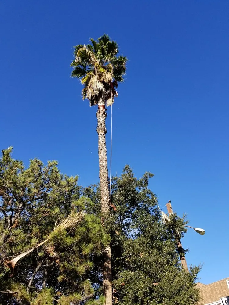 Expert outdoor landscaping experts serving Los Angeles, CA - Arborculture Tree Service