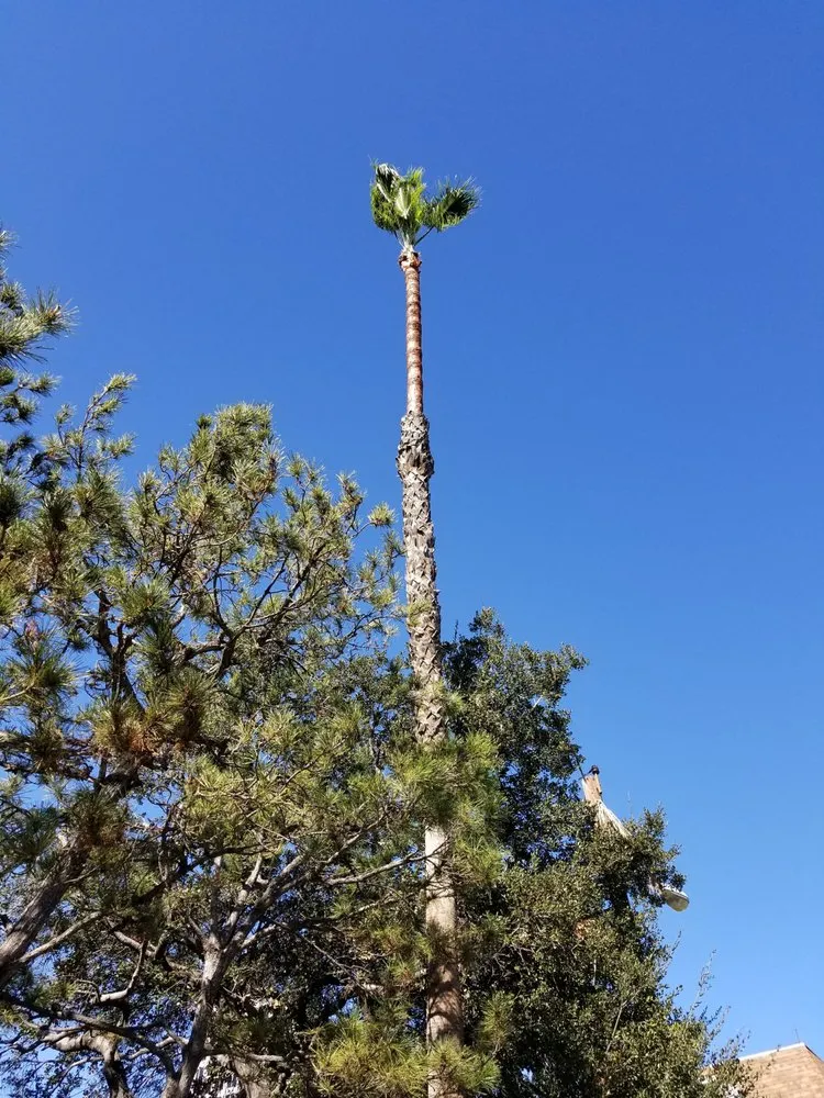 Trusted yard cleanup service in Los Angeles, CA - Arborculture Tree Service