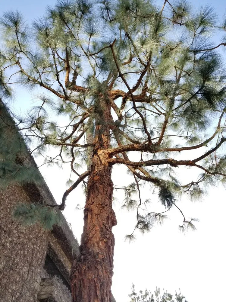 Professional landscape design in Los Angeles, CA by Arborculture Tree Service