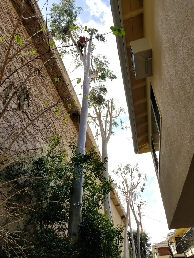 Reliable outdoor landscaping for homes in Los Angeles, CA by Arborculture Tree Service