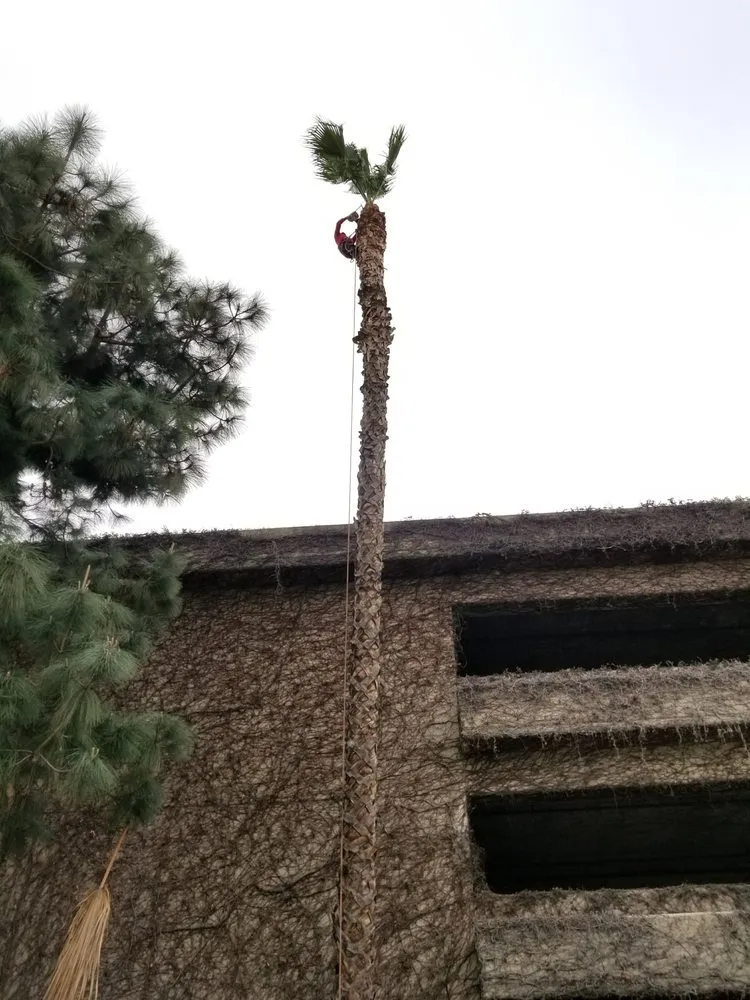 Affordable landscape design for beautiful yards across Los Angeles, CA - Arborculture Tree Service