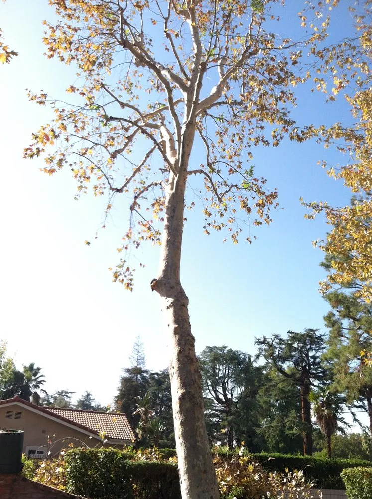 Top-rated landscape installation with custom design across Los Angeles, CA - Arborculture Tree Service