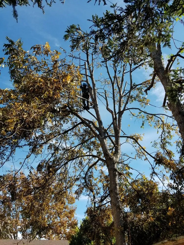 Trusted yard cleanup service for beautiful yards in Los Angeles, CA by Arborculture Tree Service