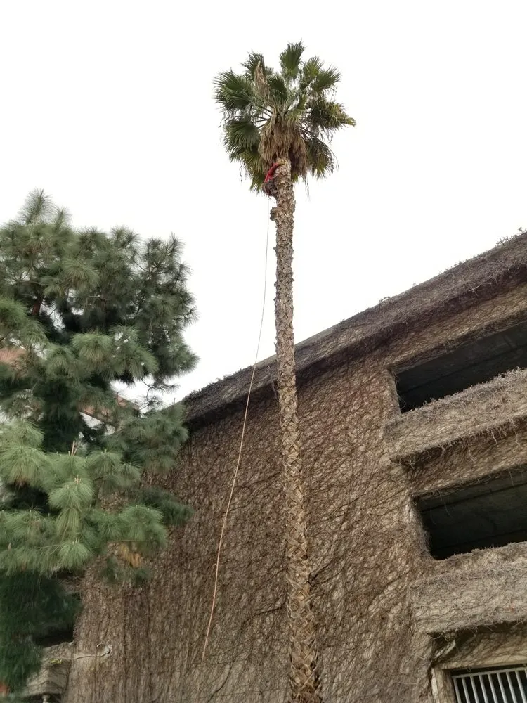 Reliable landscape installation in Los Angeles, CA - Arborculture Tree Service