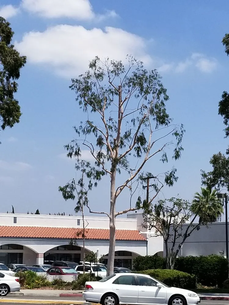 Reliable outdoor landscaping experts serving Los Angeles, CA - Arborculture Tree Service