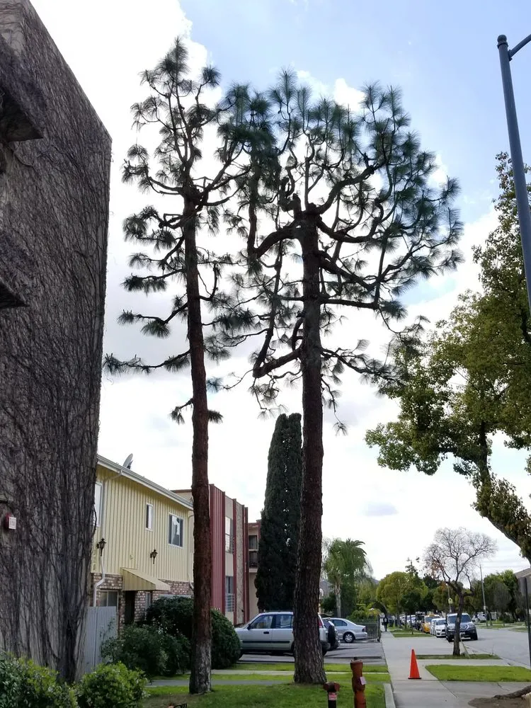 Reliable outdoor landscaping experts serving Los Angeles, CA - Arborculture Tree Service