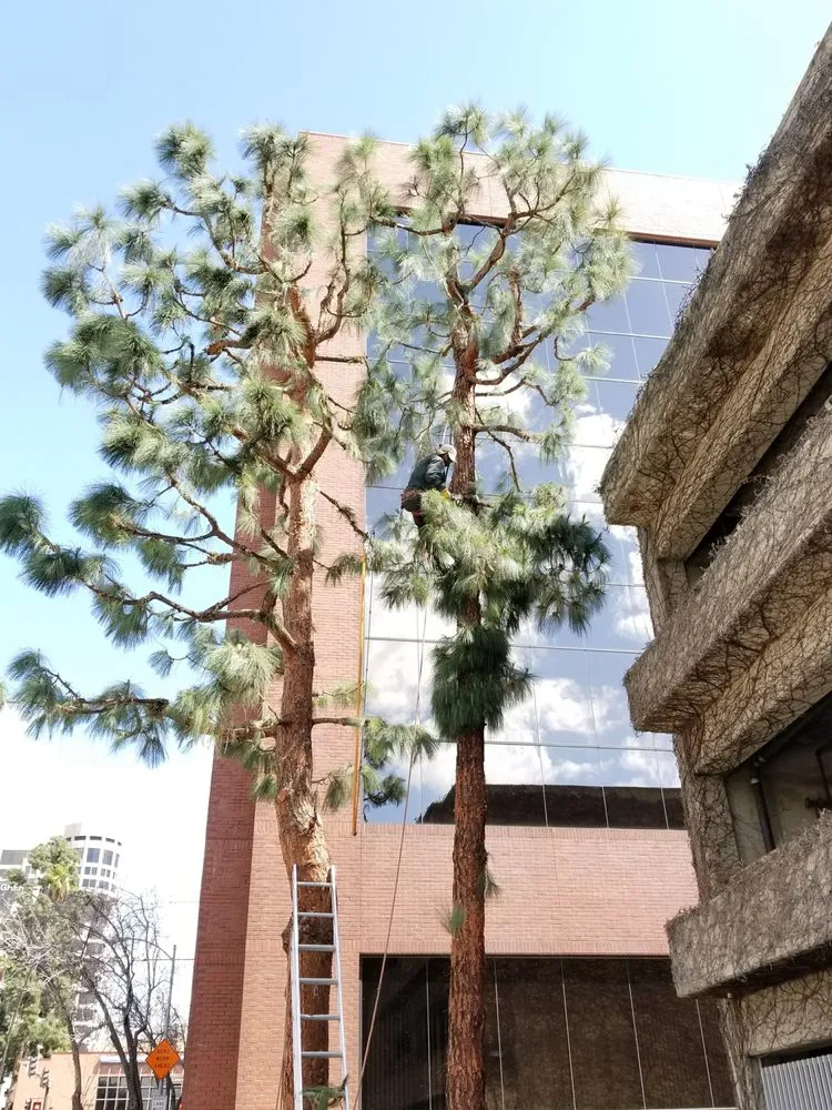 Trusted yard cleanup service for homes across Los Angeles, CA - Arborculture Tree Service