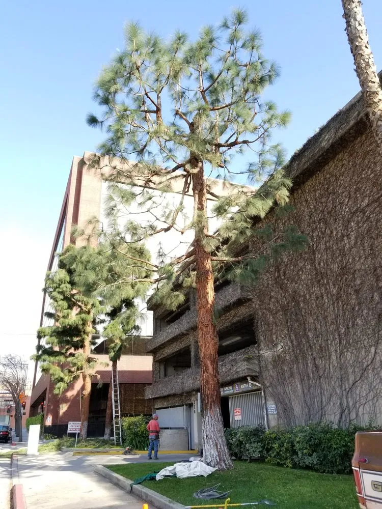 Custom landscape design experts serving Los Angeles, CA - Arborculture Tree Service