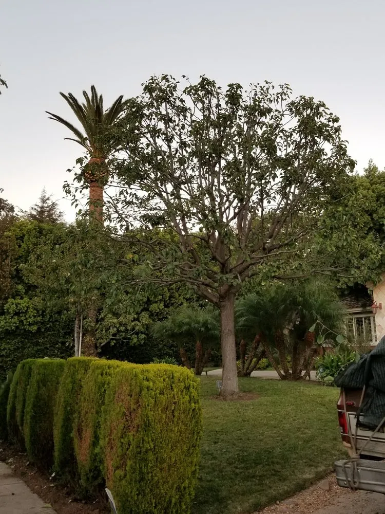 Custom lawn mowing service in Los Angeles, CA by Arborculture Tree Service