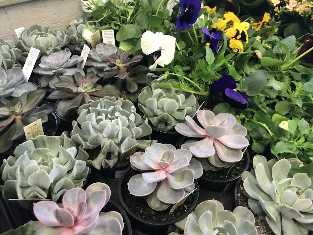 Professional landscaping services in East Amherst, NY - Arbordale Gardens