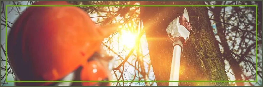 Top-rated lawn mowing service in Wharton, TX by Arboreal Art & Architecture