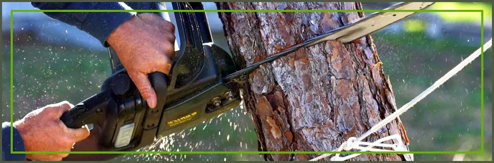 Local yard cleanup service near you in Wharton, TX by Arboreal Art & Architecture