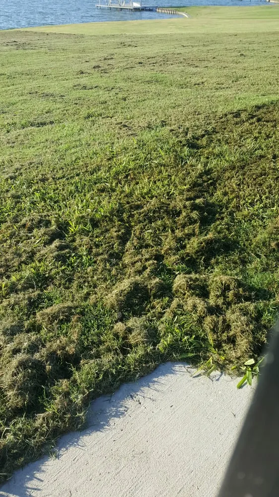 Trusted lawn care service in Rowlett, TX by Arboreal Lawn & Landscape