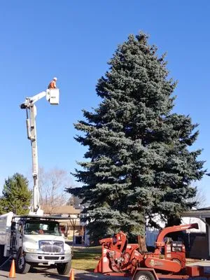 Arborist Arms Tree Company Logo