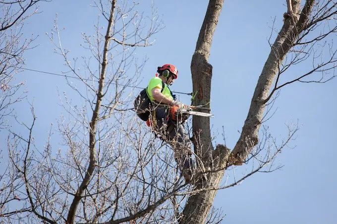 Top-rated landscape installation for beautiful yards in Manheim, PA by Arborist Enterprises
