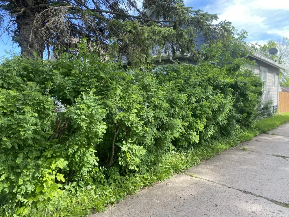 Top-rated yard cleanup service for residential properties in Duluth, MN by Arborist Landscaping