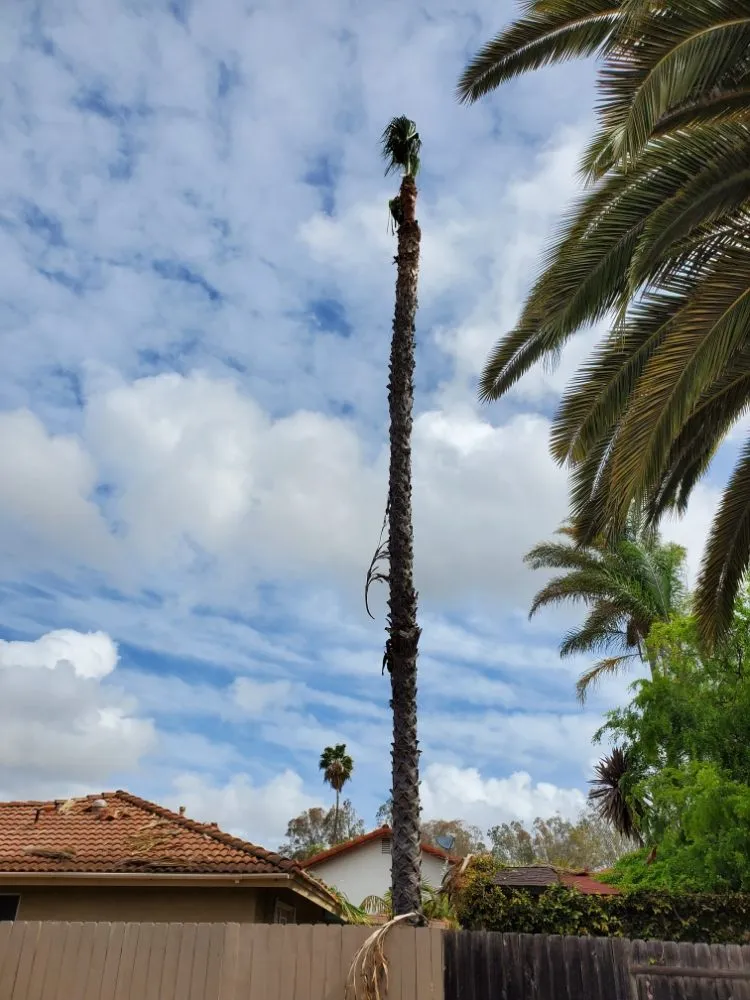 Top-rated lawn care service in Encinitas, CA - Arborist Pro Landscaping & Tree Trimming
