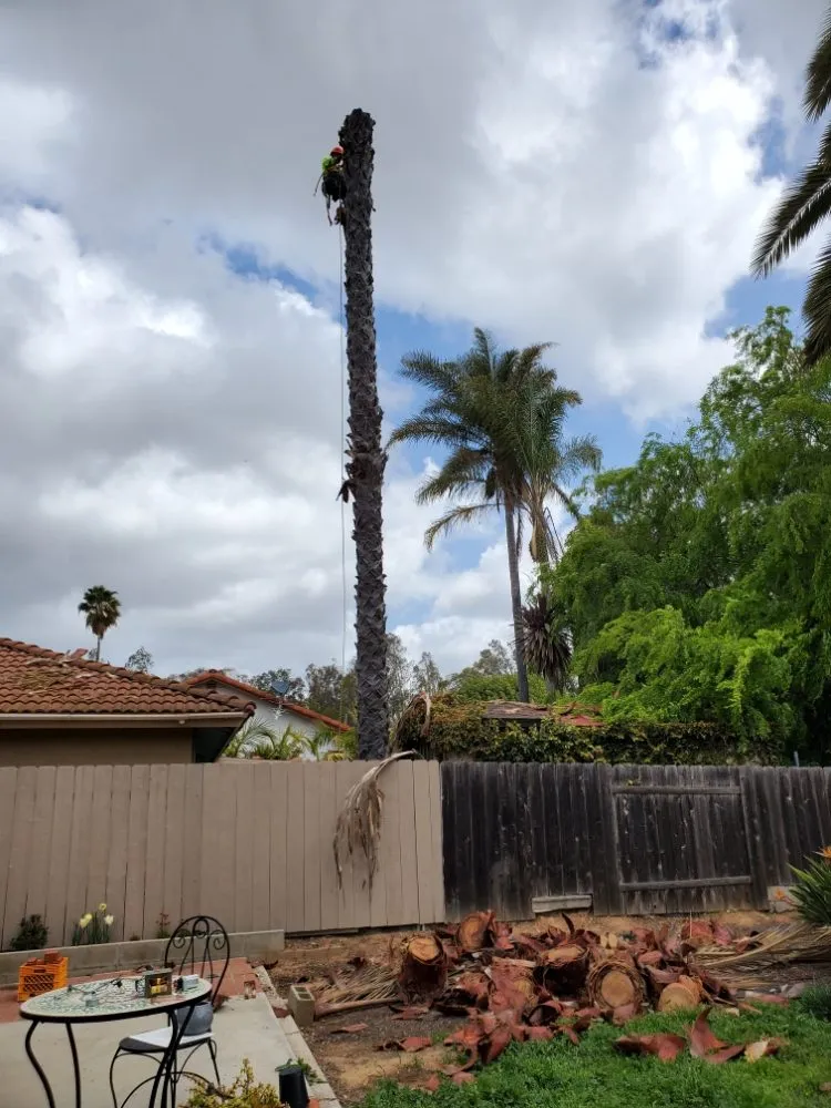 Local landscape installation in Encinitas, CA by Arborist Pro Landscaping & Tree Trimming