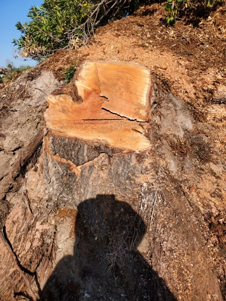 Top-rated landscape design for homes across Encinitas, CA - Arborist Pro Landscaping & Tree Trimming