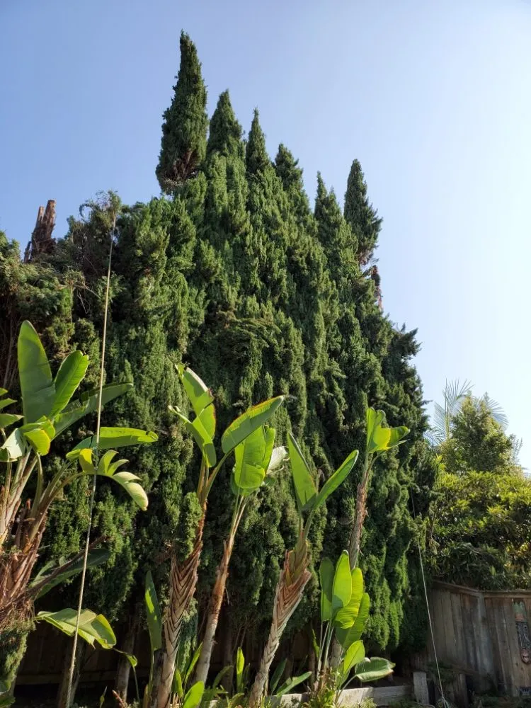 Custom yard cleanup service experts serving Encinitas, CA - Arborist Pro Landscaping & Tree Trimming