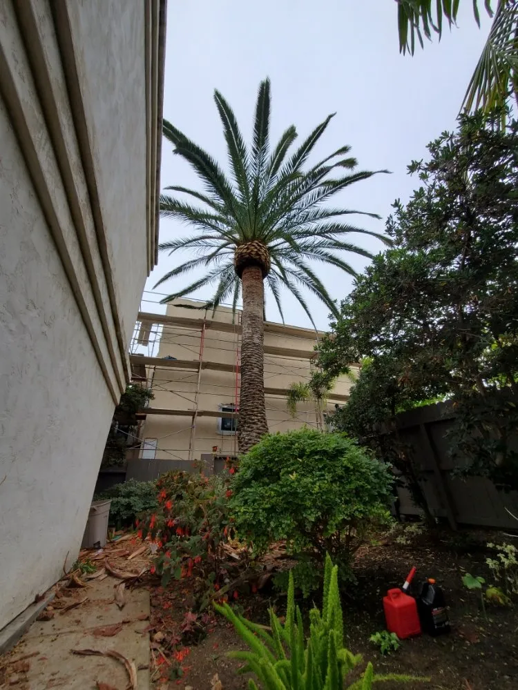 Local yard maintenance in Encinitas, CA - Arborist Pro Landscaping & Tree Trimming