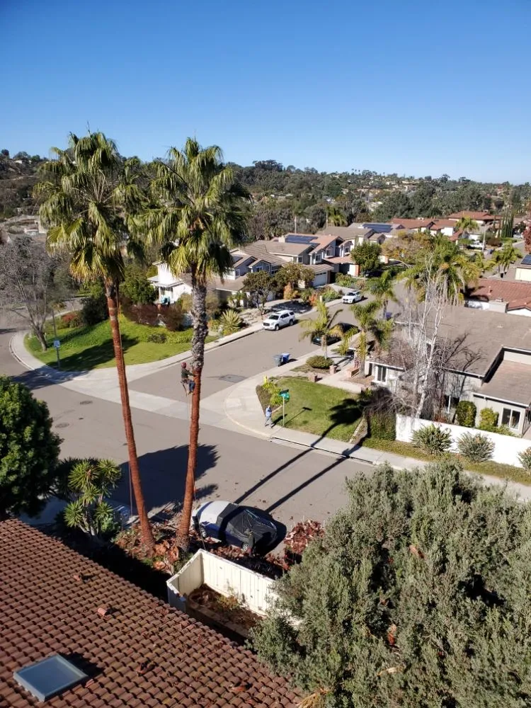 Custom lawn mowing service in Encinitas, CA - Arborist Pro Landscaping & Tree Trimming