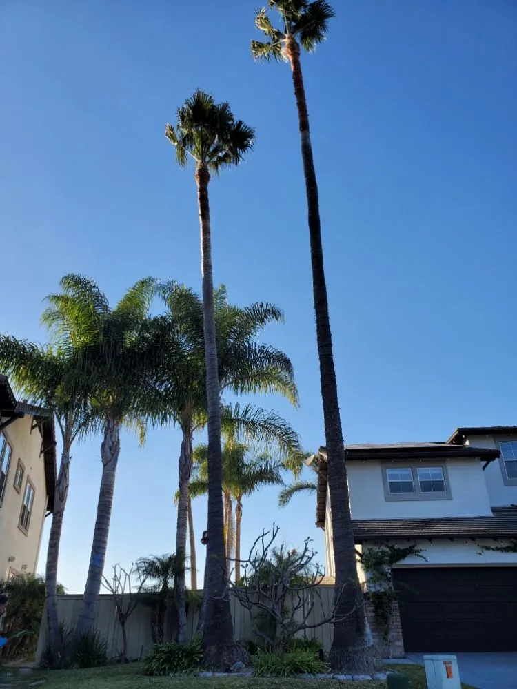 Trusted landscape design for outdoor upgrades in Encinitas, CA by Arborist Pro Landscaping & Tree Trimming