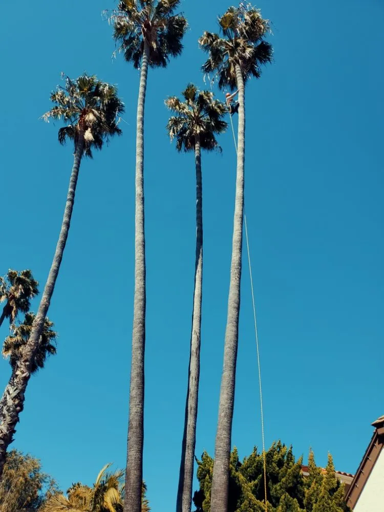 Top-rated lawn mowing service with custom design in Encinitas, CA by Arborist Pro Landscaping & Tree Trimming