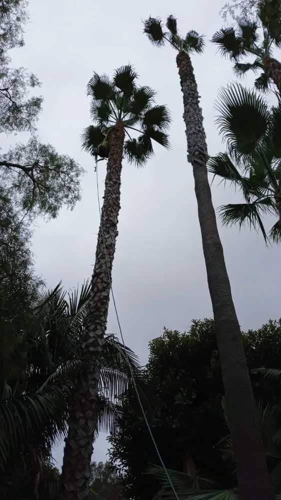 Top-rated lawn care service in Encinitas, CA by Arborist Pro Landscaping & Tree Trimming