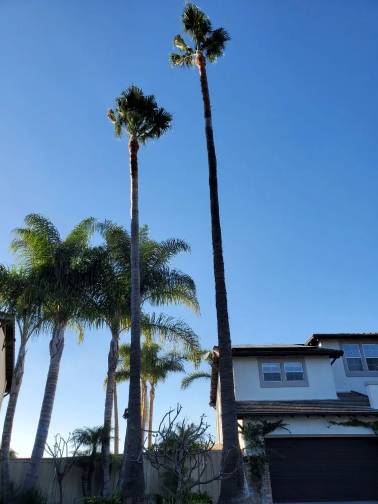 Professional residential landscaping in Encinitas, CA - Arborist Pro Landscaping & Tree Trimming