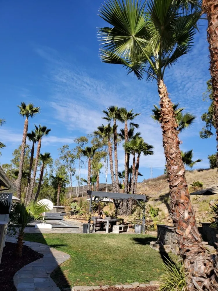 Reliable lawn mowing service for homes in Encinitas, CA by Arborist Pro Landscaping & Tree Trimming