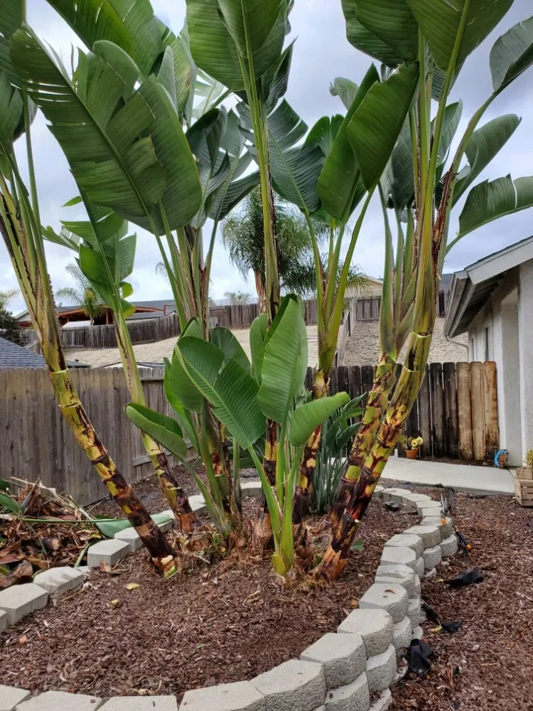 Trusted yard cleanup service for residential properties in Encinitas, CA by Arborist Pro Landscaping & Tree Trimming