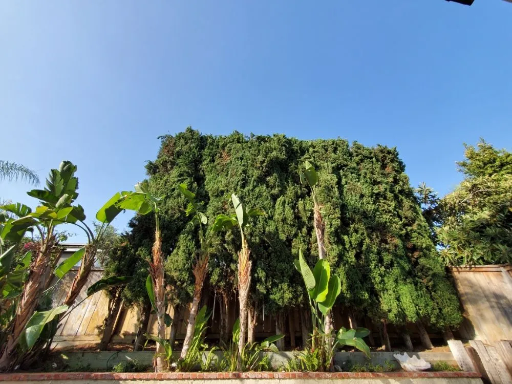 Reliable outdoor landscaping for residential properties across Encinitas, CA - Arborist Pro Landscaping & Tree Trimming