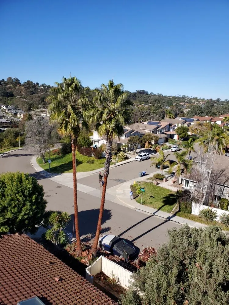 Affordable garden landscaping experts serving Encinitas, CA - Arborist Pro Landscaping & Tree Trimming