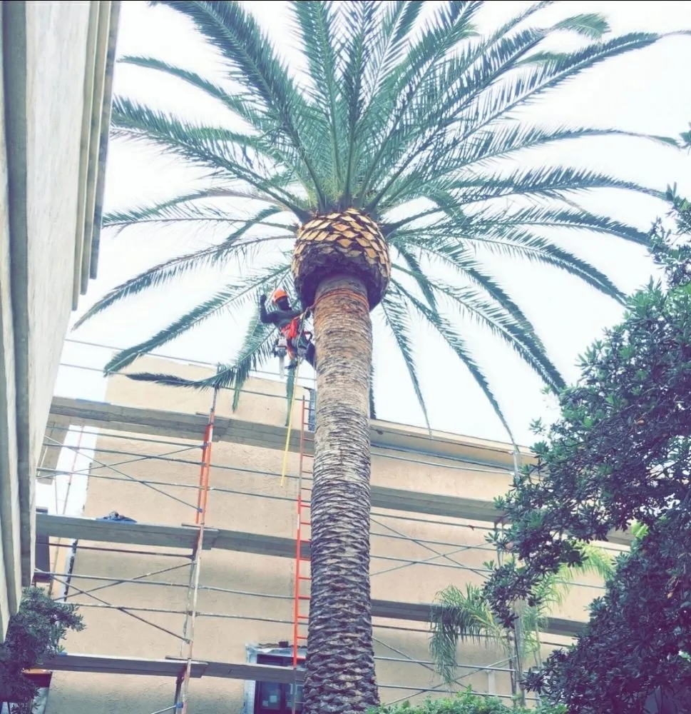 Local landscaping services with custom design in Encinitas, CA by Arborist Pro Landscaping & Tree Trimming