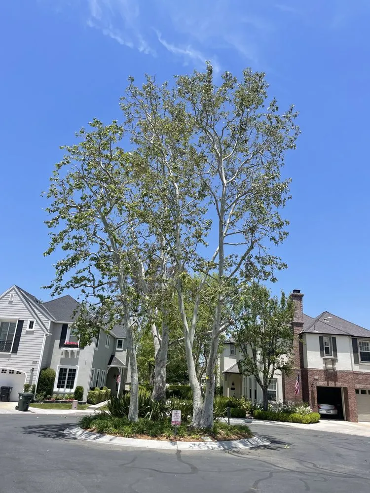 Affordable residential landscaping experts serving Santa Clarita, CA - Arboristas Tree Care & Landscape Services