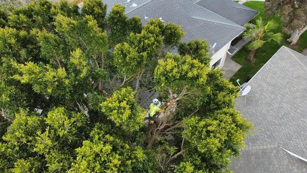 Affordable lawn mowing service for year-round maintenance across Santa Clarita, CA - Arboristas Tree Care & Landscape Services