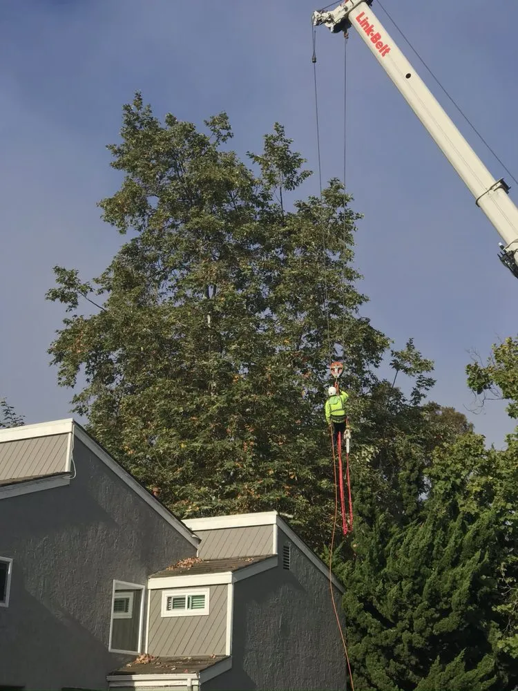 Affordable residential landscaping for beautiful yards across Santa Clarita, CA - Arboristas Tree Care & Landscape Services