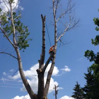 Trusted landscape installation in Clear Lake, MN by Arborist's Care & Landscaping