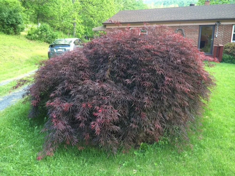 Local yard cleanup service in Front Royal, VA - Arborist's Touch