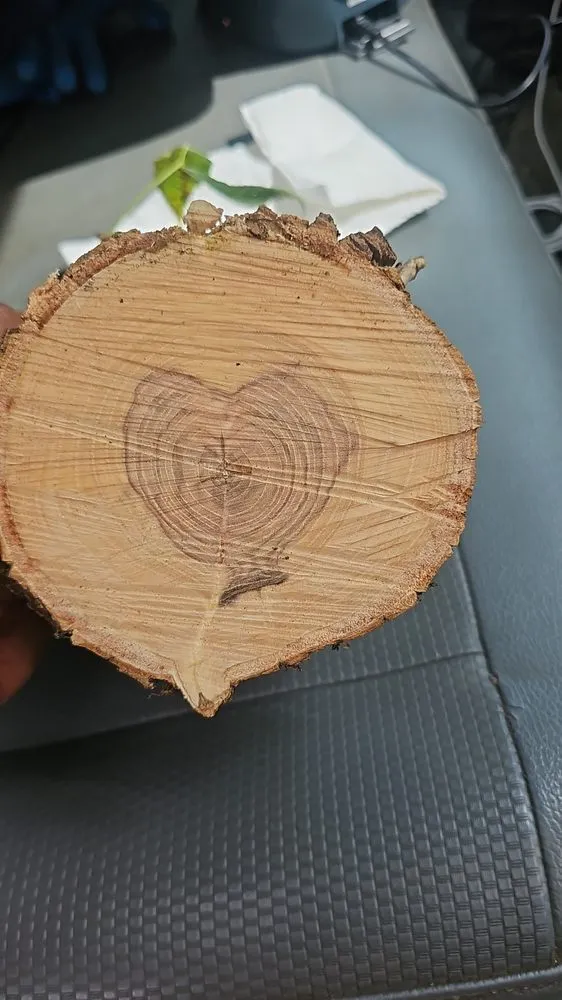 Reliable outdoor landscaping for beautiful yards across Canal Winchester, OH - Arboristsam Tree Care