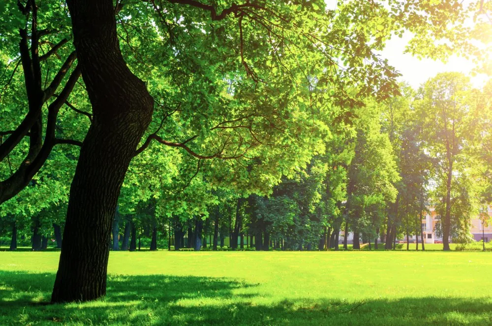 Reliable residential landscaping experts serving Lansing, MI - ArborLawn