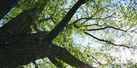 Top-rated landscape design in Owings Mills, MD by Arbormasters