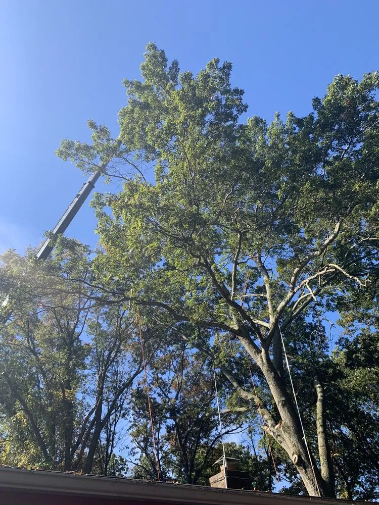 Local outdoor landscaping in Owings Mills, MD by Arbormasters