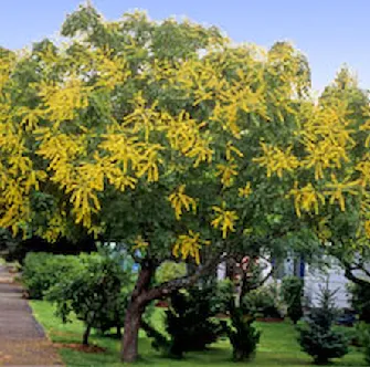 Reliable yard cleanup service experts serving Owings Mills, MD - Arbormasters