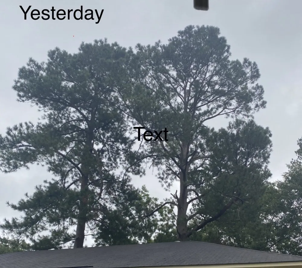 Professional yard maintenance experts serving Tallassee, AL - ArborMax Tree Service