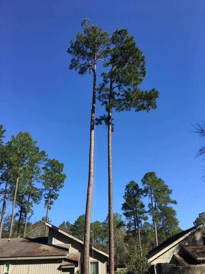 Top-rated landscaping services for residential properties across Tallassee, AL - ArborMax Tree Service