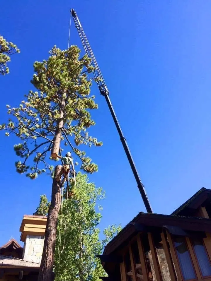 Professional yard maintenance for homes in Tallassee, AL by ArborMax Tree Service