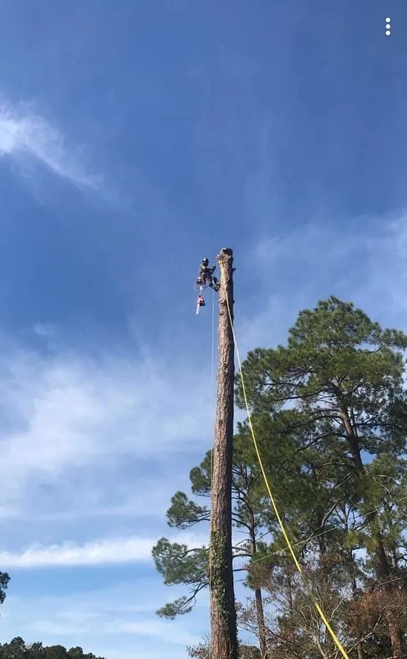 Expert landscape design for year-round maintenance in Tallassee, AL by ArborMax Tree Service